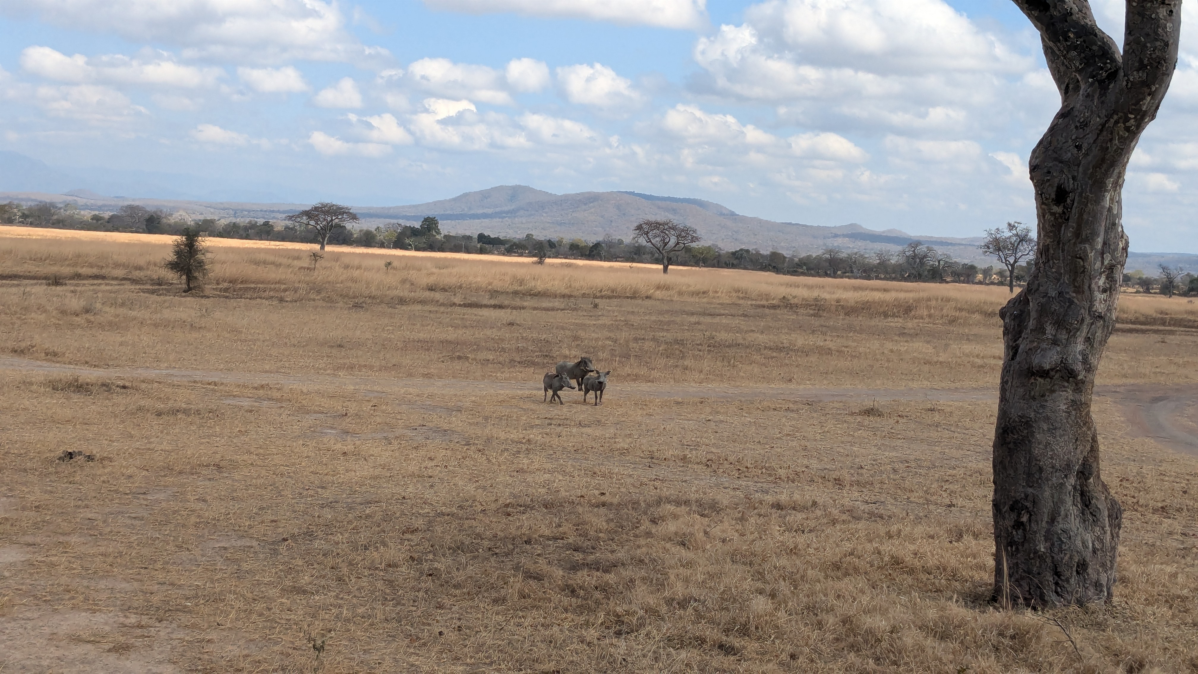 Kasongo animal